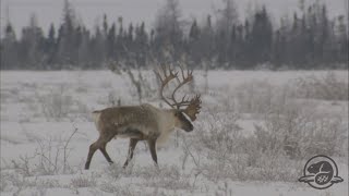 La semaine verte | Caribous du Nunavik en déclin