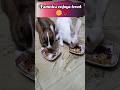 Bunnies enjoys treat😋🌹🌼#trending #bunny #shorts #shortsfeed #pet