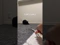 #猫 #ねこのいる生活