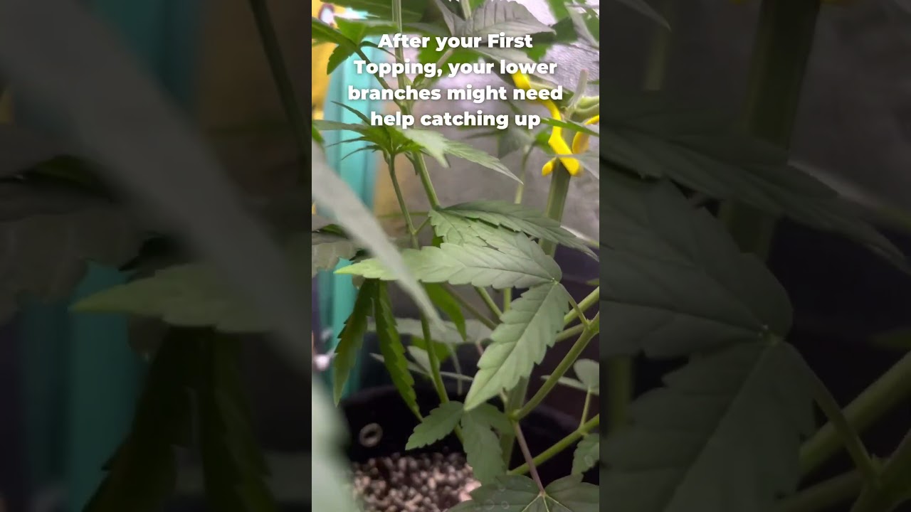 Creating an Even Canopy is 🔑