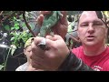 How To Sex Veiled Chameleon How To Tell Male From Female Veiled Chameleon