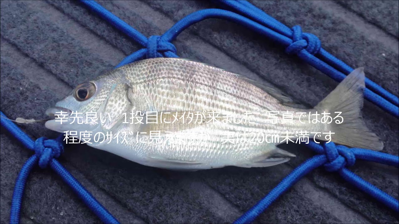ベストセレクション 中津港 釣り 人気の画像をダウンロードする
