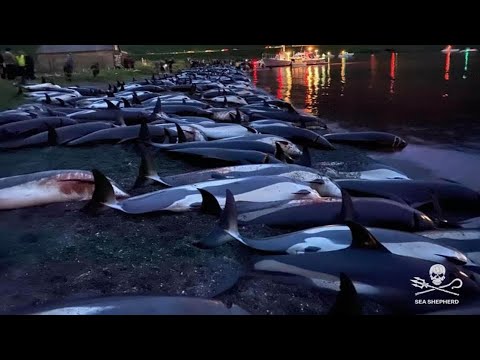 IMMAGINI FORTI: 1428 delfini uccisi in un giorno dai balenieri delle Isole Faroe