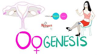 Oogenesis | Biology | MCAT