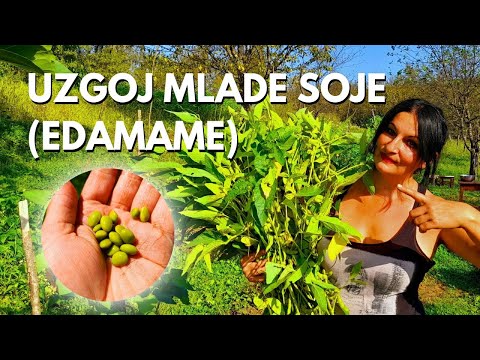 Video: O biljkama soje - savjeti o tome kako uzgajati soju u vrtovima