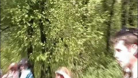 Tree Swallow collecting feathers for his nest