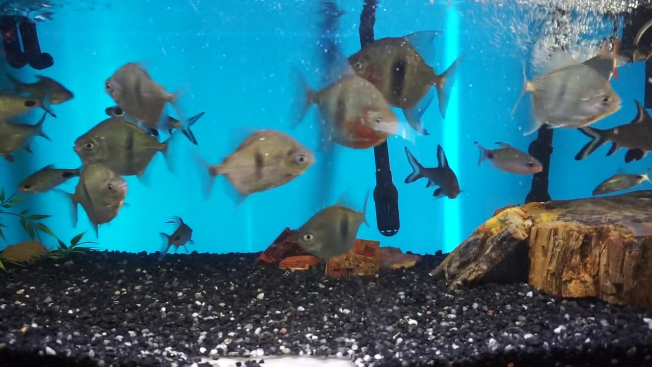 Myleus or Myloplus Schomburgkii Blue Hook, Wide Bar Silver Dollars 2