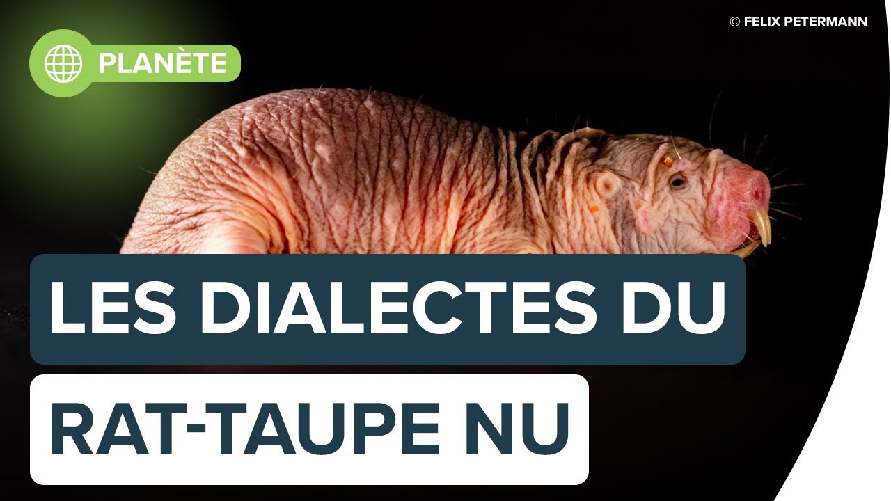 Le rat-taupe nu : ce drôle d’animal | Futura - YouTube