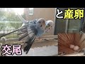 交尾と産卵！！【セキセイインコ】【#10】