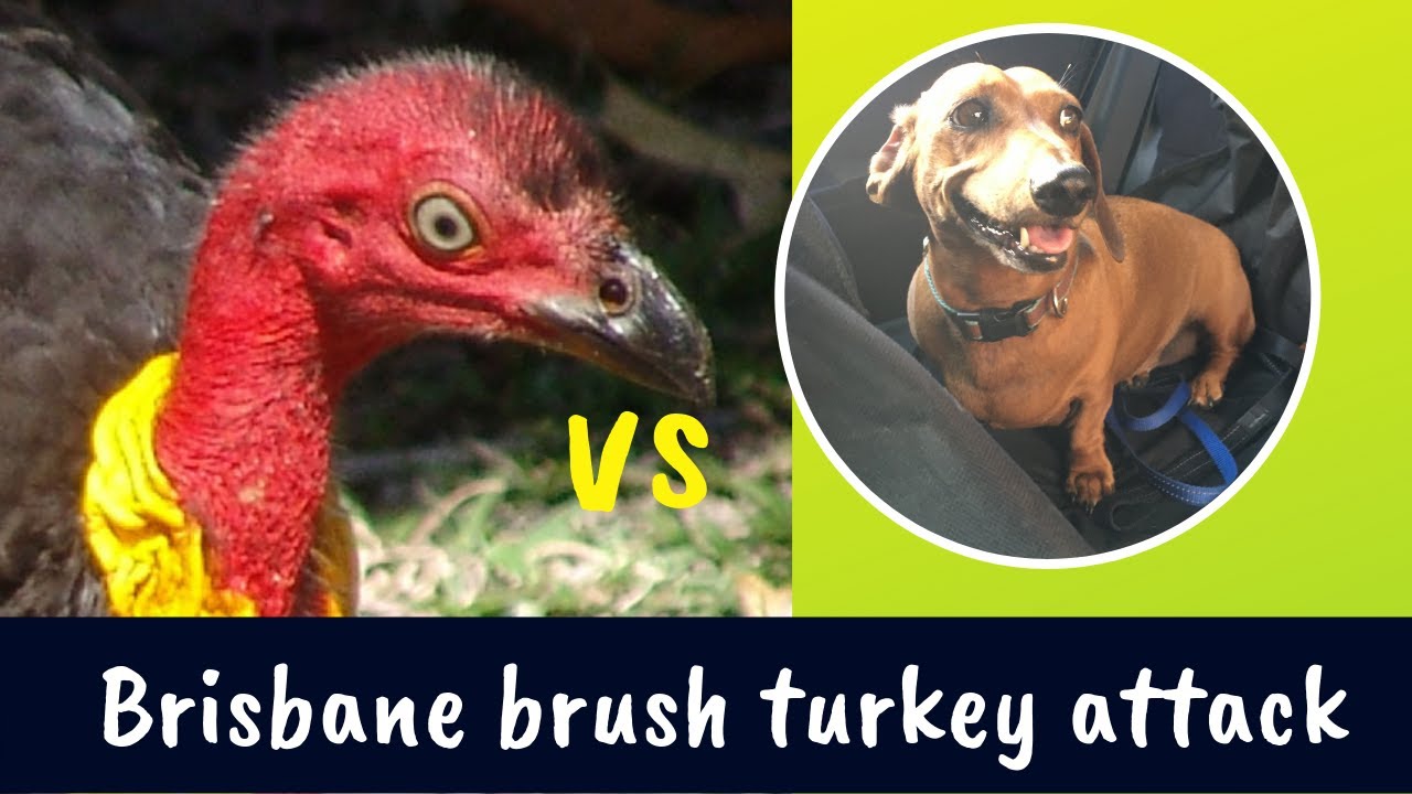 The chase Brisbane brush turkey in pursuit of dogs YouTube