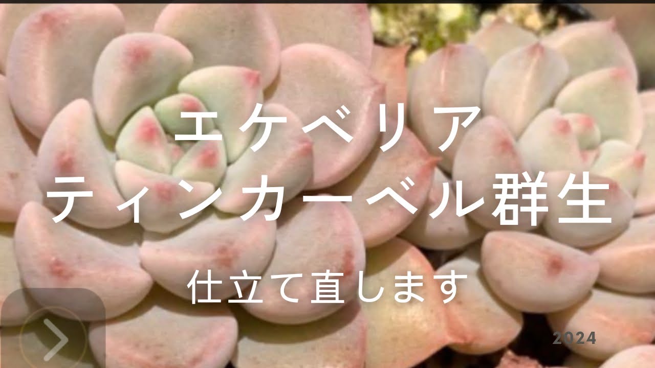 ティンカーベル群生を仕立て直します - YouTube