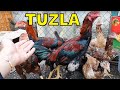 Tuzla, Aydınlı Hayvan Pazarı, 1.Bölüm. Tuzla Kuş Pazarı. Tuzla Tavuk Pazarı. Turkey Animal Market