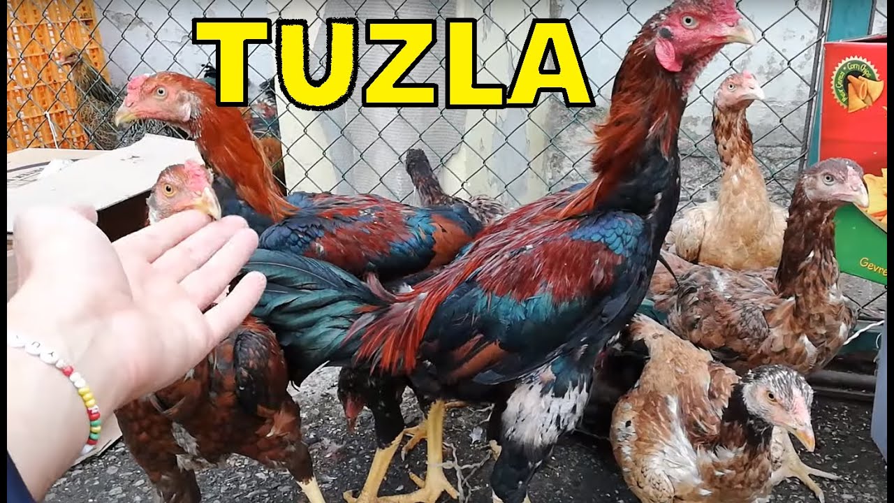 tuzla aydinli hayvan pazari 1 bolum tuzla kus pazari tuzla tavuk pazari turkey animal market youtube