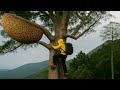 UNBELIEVABLE Giant Wild Bee Nest Jungle Hunters Use Smoke To Harvest Honey 