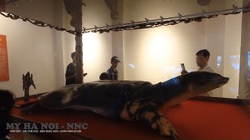 🔴Cụ Rùa Hồ Gươm