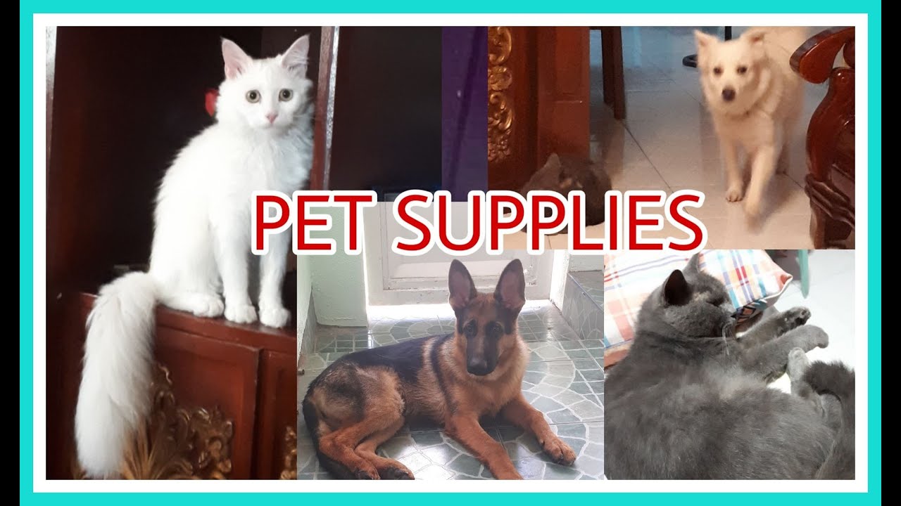 Cats and Dogs Supplies Pets Supplies Haul YouTube