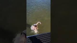 Some crazy jumps from Moss Floating Sauna roof 😁 madgoats.no #sauna #moss #norway #mossnorway