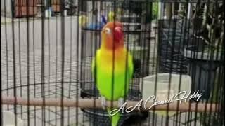 LOVEBIRD KONSLET JANTAN NADA KERING DOBELAN