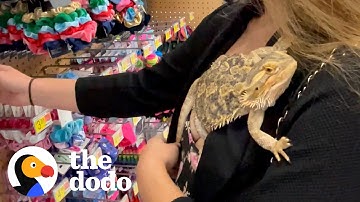 Lizard Goes To Walmart With His Mom | The Dodo Soulmates