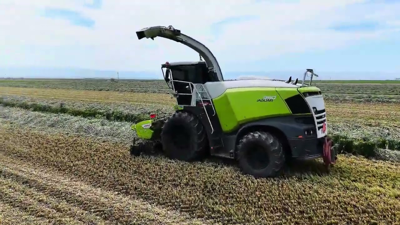 Chopping high tonnage wheat. Full operation from a drones eye view 😎. #silage #farming #claas
