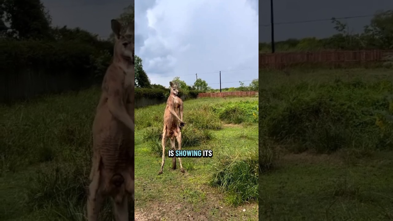 Kangaroo Muscles  Warning When 🤯 