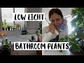 Houseplants For The Bathroom! | Plants I Keep In The Bathroom!