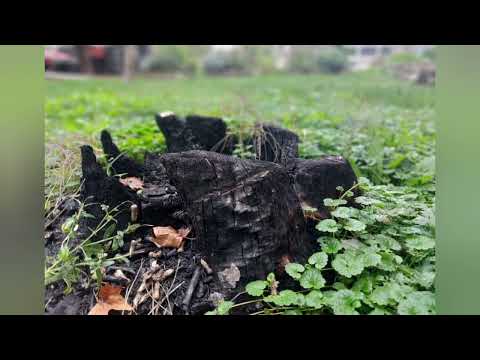 Video: Da li se borovi lako čupaju iz korijena?