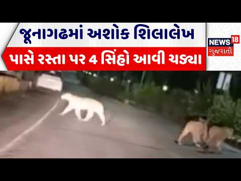 Junagadh News | જૂનાગઢમાં અશોક શિલાલેખ પાસે રસ્તા પર 4 સિંહો આવી ચડ્યા | Girnar | Lion Roaming
