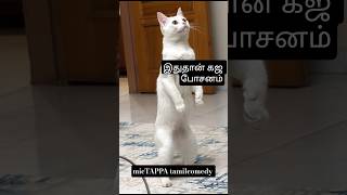 கஜ ஓ சனம் #funny #cat #pets #dog #comedy