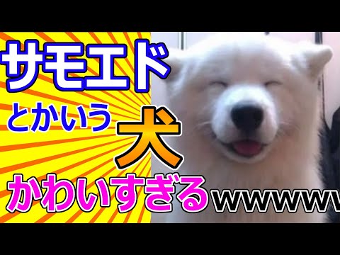 【2ch動物スレ】サモエドとかいう犬、かわいすぎる