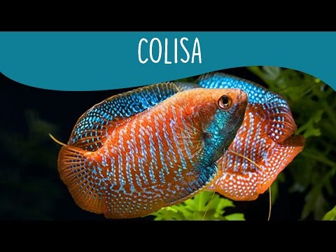 Colisa - Minha Fauna