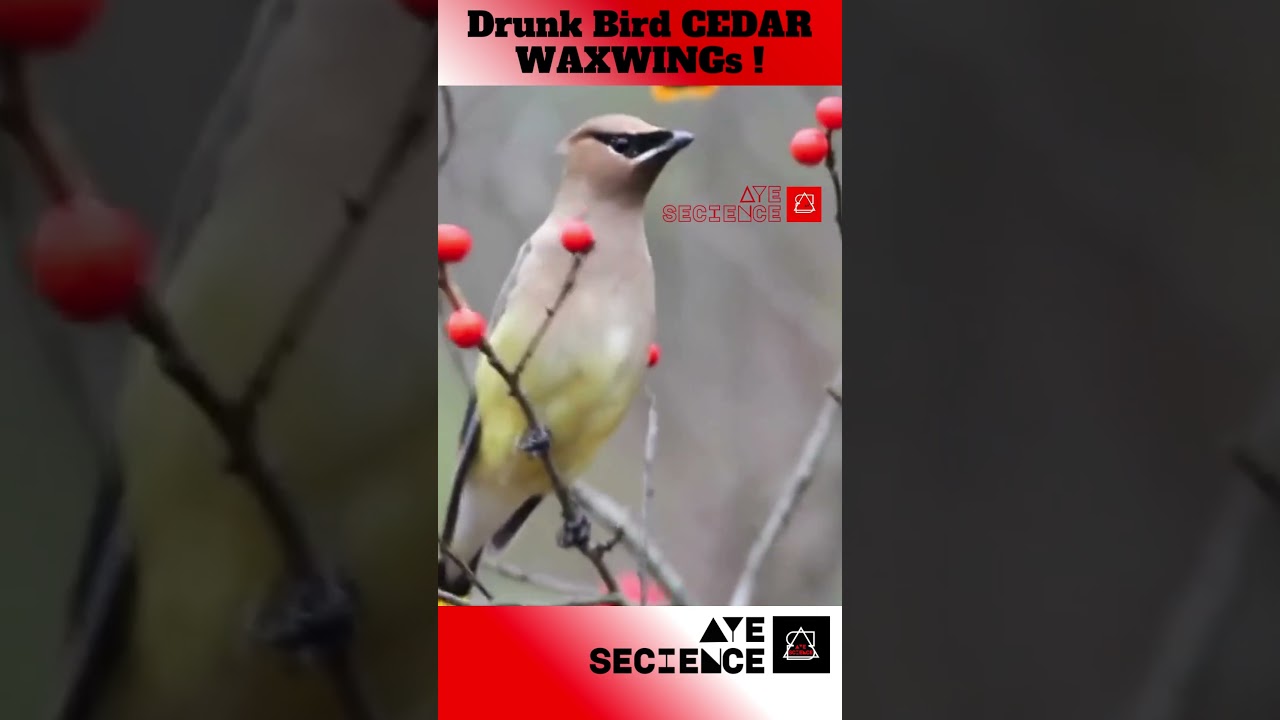 Polish Cedar Waxwing Drunk Birds