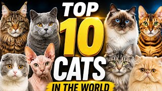 Top 10 Most Beautiful Cats in the World 😻
