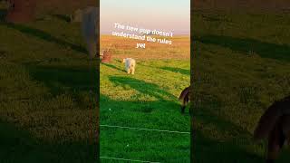 Great Pyrenees training the young Newfoundland pup