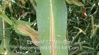 Season 2 Episode 12 Nitrogen Recommendations for Corn