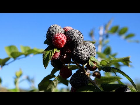 Vídeo: Framboesas Pretas - Variedades E Características Da Cultura - Virada, Brasa E Sorte