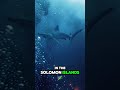 🌋 Volcano Shark: The Shark That Lives Near Underwater Volcanoes! 🦈 #shorts #foryou