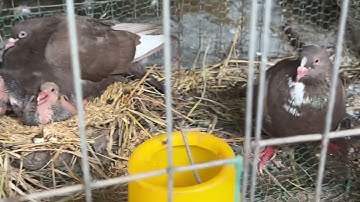 Nhân Giống Và Khởi Nghiệp Với Cặp Chim Bồ Câu Titan Lai Gà Độc Lạ