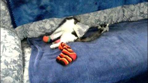 Burned Kitten Khloe DSCN4246.AVI