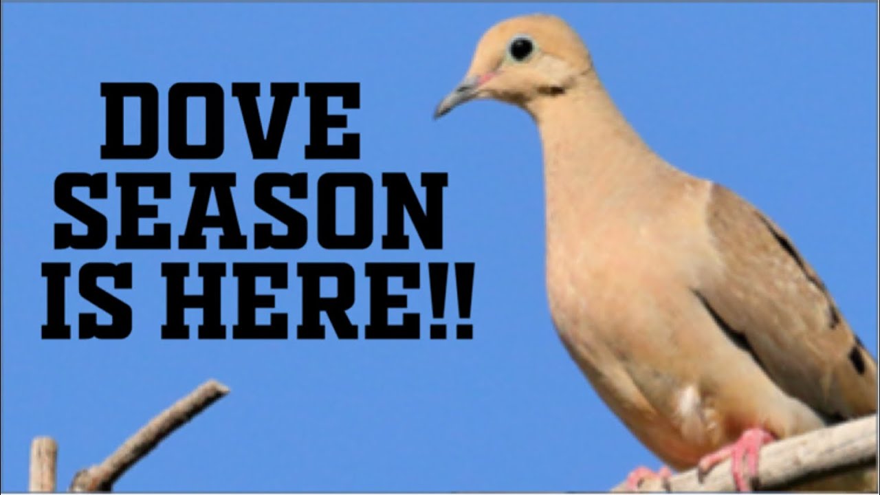 Dove Season Kickoff Gear Breakdown, What’s New For 2022!? YouTube