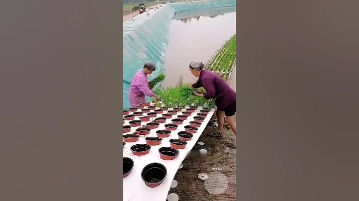 China's Double Farming ! #amazing #farming #china #farmlife  #experiment #interesting #facts