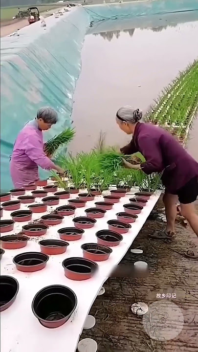China's Double Farming ! #amazing #farming #china #farmlife  #experiment #interesting #facts