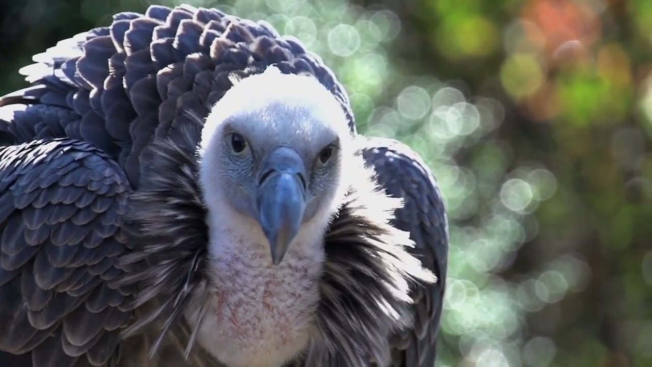 Vulture - Exploring the Ecological Importance of Nature's Clean-Up Crew