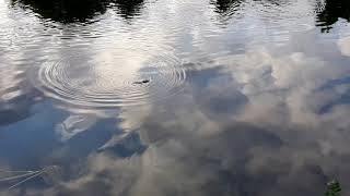 Platypus Ornithorhynchus Anatinus Surface At Meander River