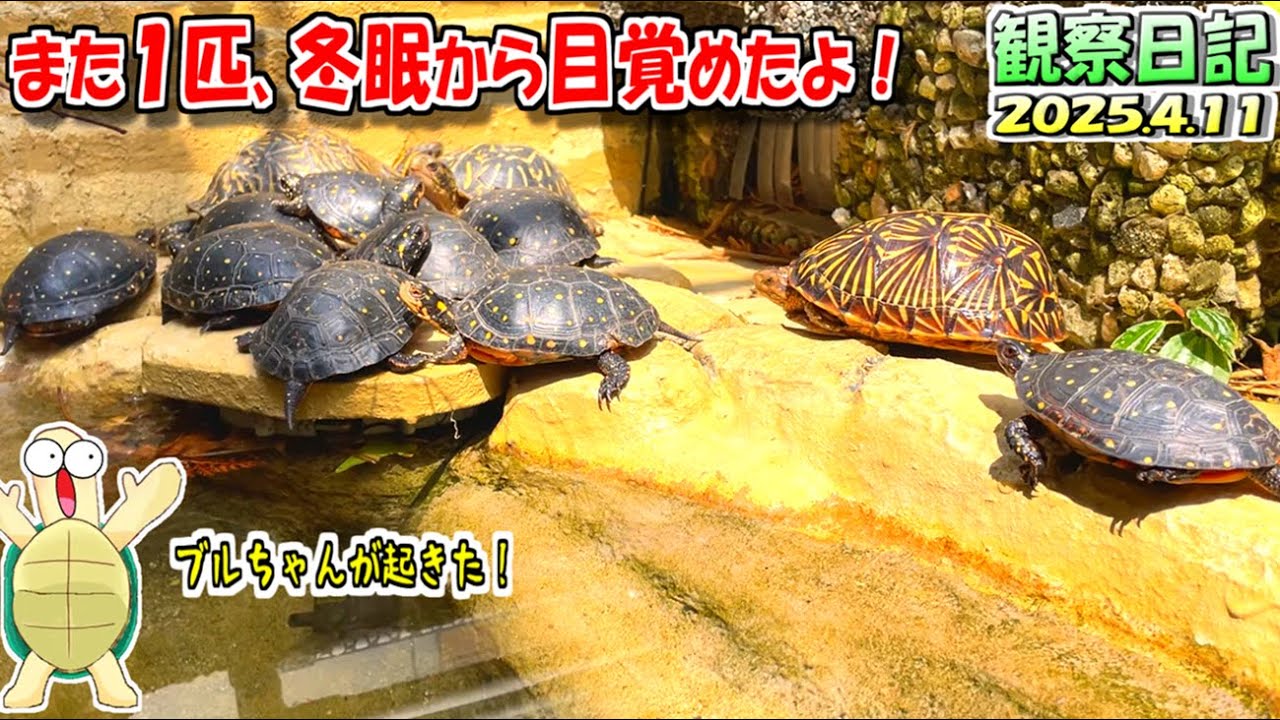 ブ*ー様 【動物の惑星】日本最速!☆カロリナハコガメ☆LET'S爬体!第3弾