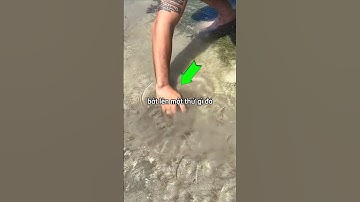 Anh chàng có khả năng bắt của đỉnh cao 🦀 #shorts