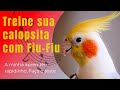 ✅CALOPSITA CANTANDO FIU-FIU- [Ouça o canto]