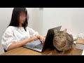 妹に構ってもらいたくて待ち続ける猫