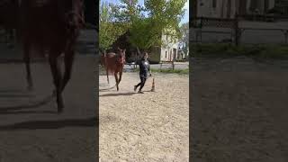 Cavallo Da Slalom, Final Furlong, La Chiusafarina, Camilla Trapassi, Istituto Agrario