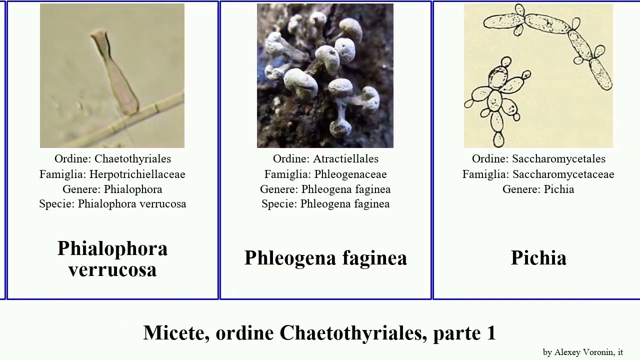 Micete, ordine Chaetothyriales, parte 2 alba fungus simplex indica caries violacea stellata boydii